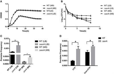 Absence of tmRNA Increases the Persistence to Cefotaxime and the Intercellular Accumulation of Metabolite GlcNAc in Aeromonas veronii